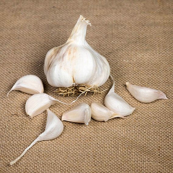  Garlic (Softneck) Bulbs - Maddock Wight