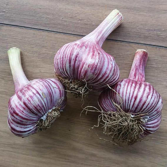 Garlic 'Rose Wight' (Autumn Planting)