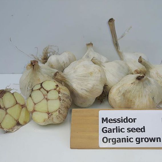 Garlic 'Messidor' (Spring/Autumn Planting)