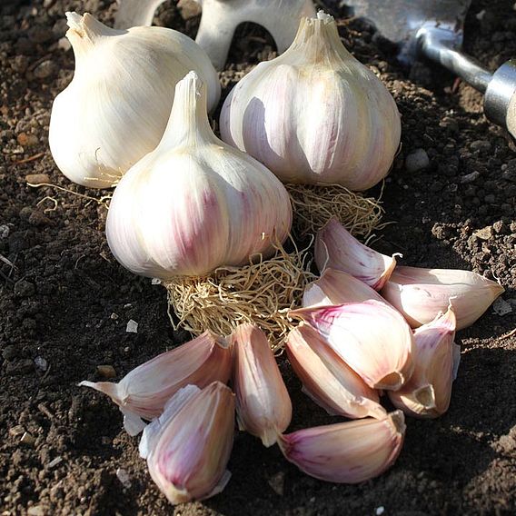  Garlic Bulbs - Kingsland Wight
