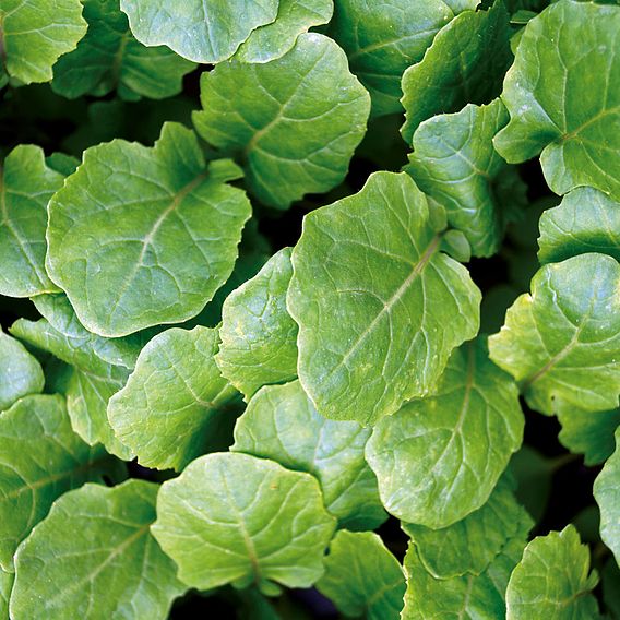 Garlic Kale - Seeds