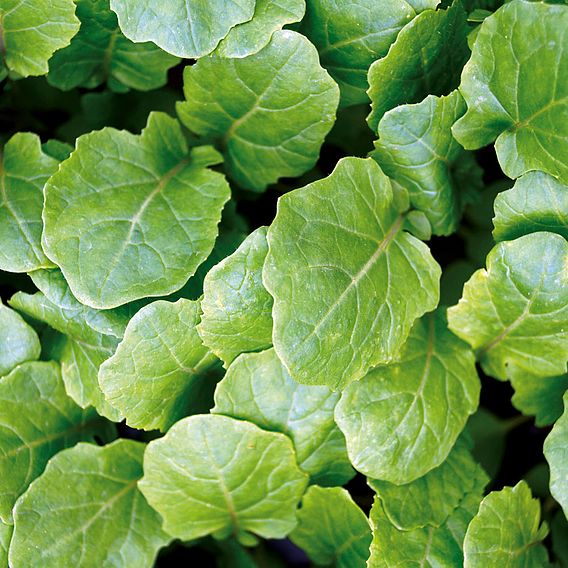 Garlic Kale - Seeds