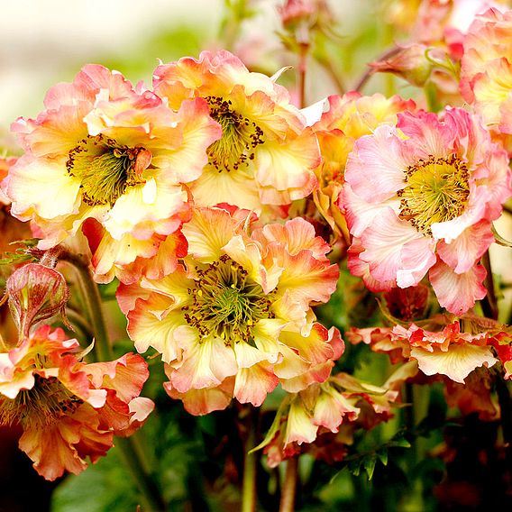 Geum 'Pretticoats Peach'