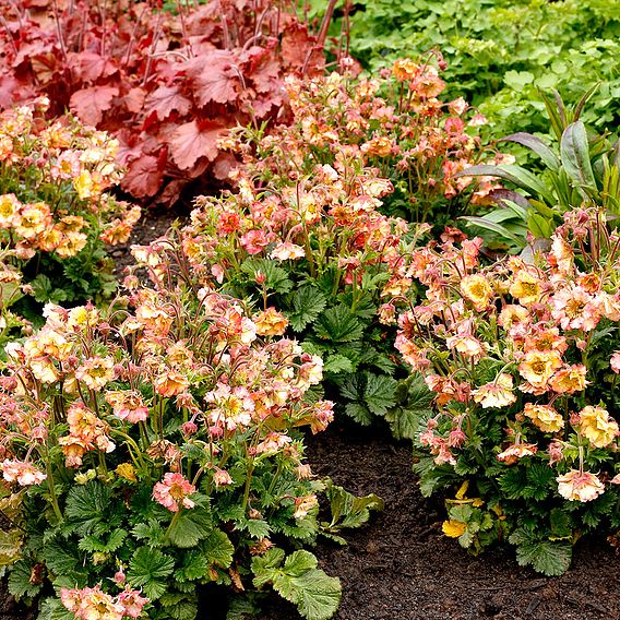 Geum 'Pretticoats Peach'