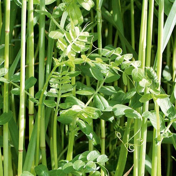 Green Manure 'Winter Mix' - Seeds