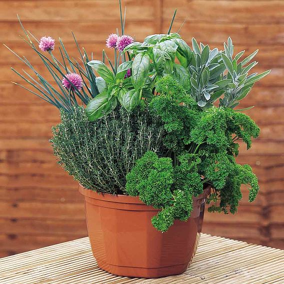Chives - Herb Seeds