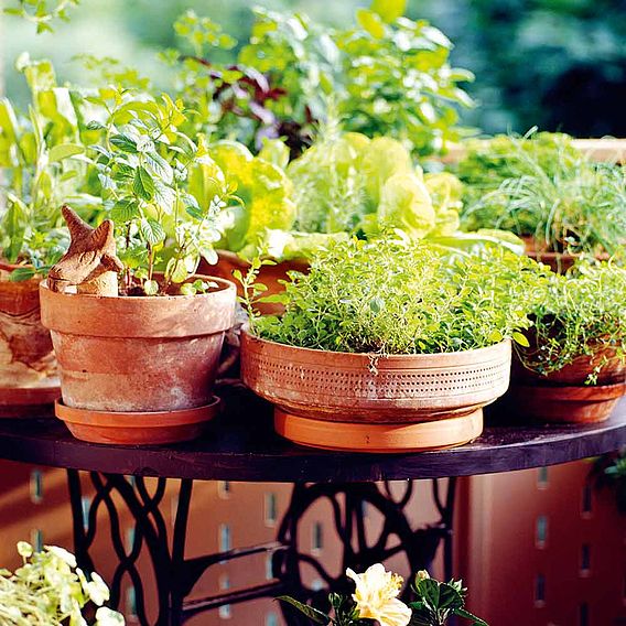 Herb Collection - Seeds