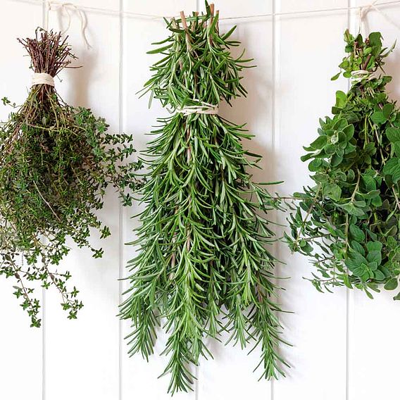 Herb Plant - Rosemary