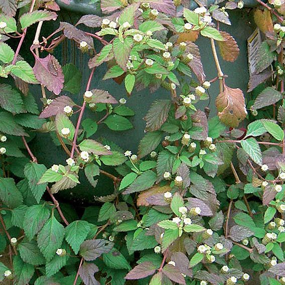Aztec Sweet Herb 'Colada' (Botanical Infusions Plants)