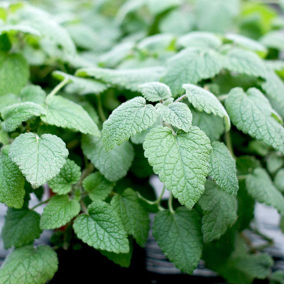 Lemon Balm 'Mandarina' - Herb Seeds