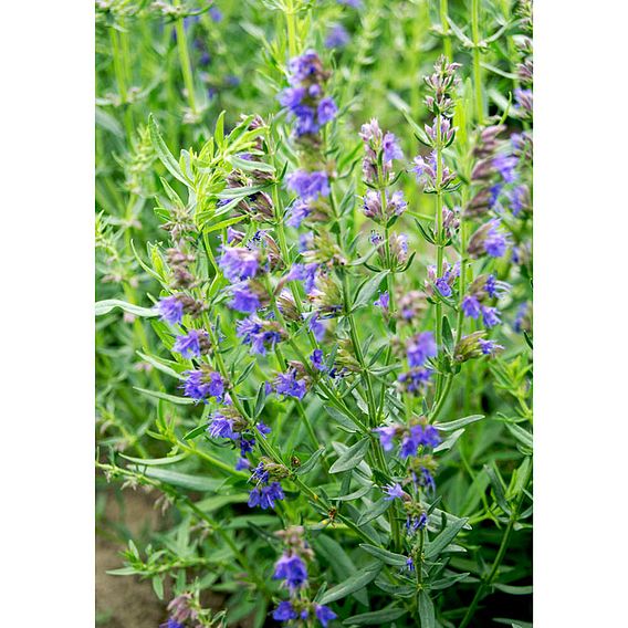 Herb Seeds - Hyssop Blue