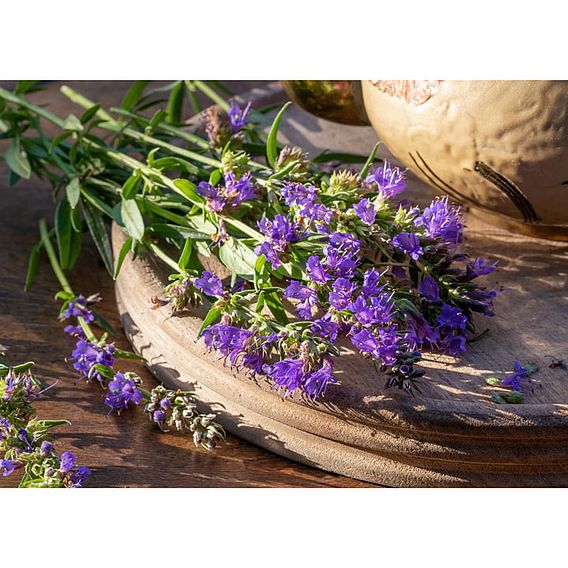 Hyssop 'Blue' - Herb Seeds