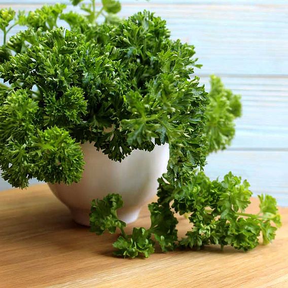 Parsley Seeds - Grune Perle