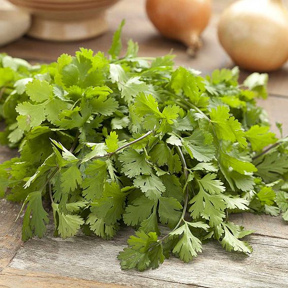 Coriander - Herb Seeds