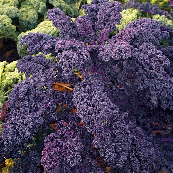 Kale Mixed Collection