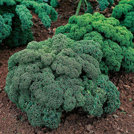 Kale 'Mix' - Seeds