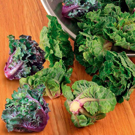 Brussels Sprout 'Kalette Flower Sprout Mix' - Seeds