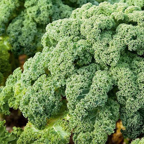 Kale 'Reflex'