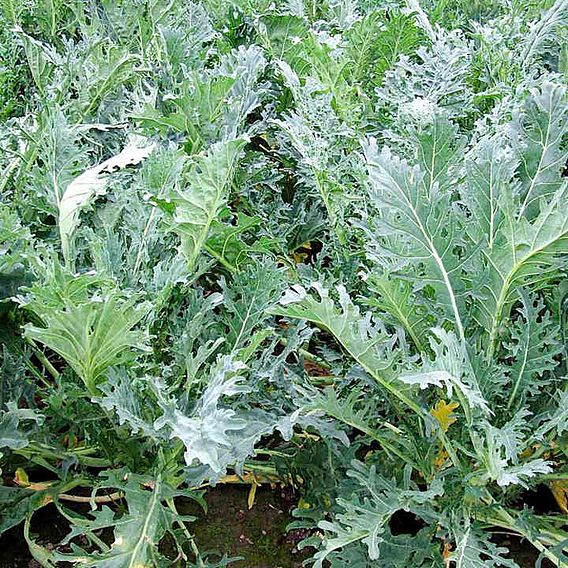 Kale 'Fizz' - Seeds