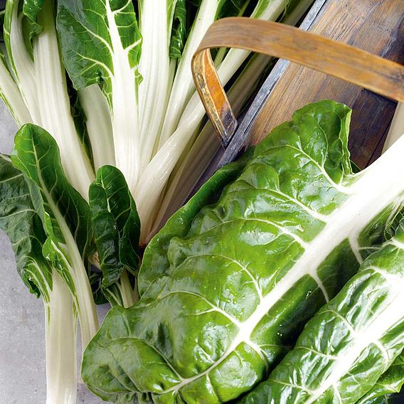 Leaf Beet 'Silver or Sea Kale' - Seeds