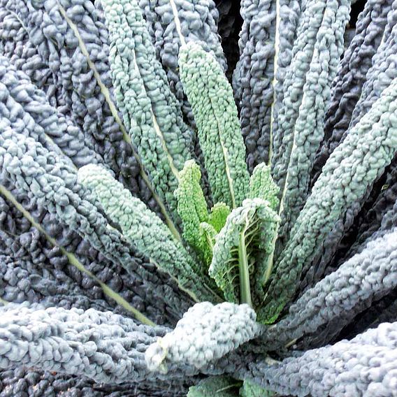 Kale 'Black Magic' - Seeds
