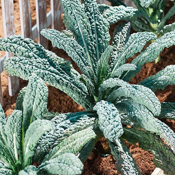 Late Cropping Brassicas 'Our Collection'