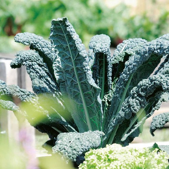 Kale 'Black Kale'