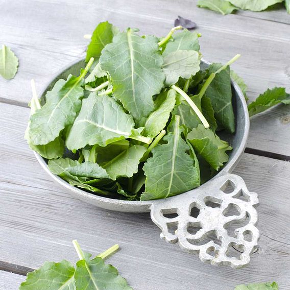 Kale Shoots Seeds