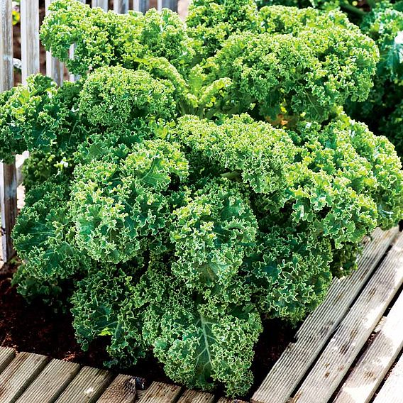 Kale Seeds - Dwarf Green Curled | Suttons