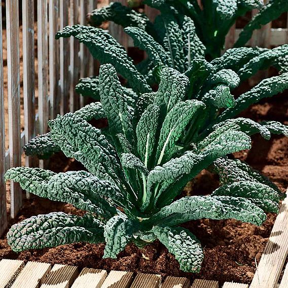 Kale 'Black Magic' - Seeds
