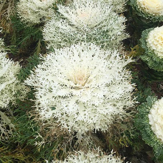 Kale (Borecole) F1 'Peacock White' - Seeds