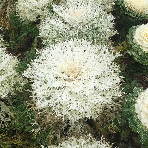 Kale (Borecole) Seeds - F1 Peacock White