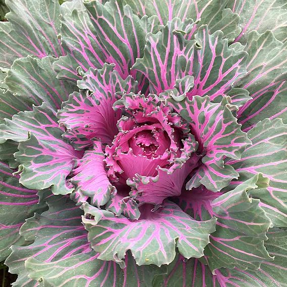 Kale Seeds - Buttonhole Starmaker