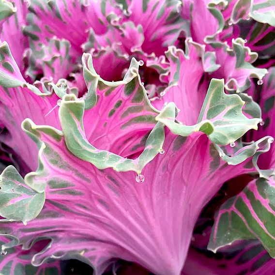 Kale 'Buttonhole Starmaker' - Seeds