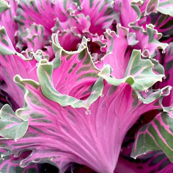 Kale Seeds - Buttonhole Starmaker