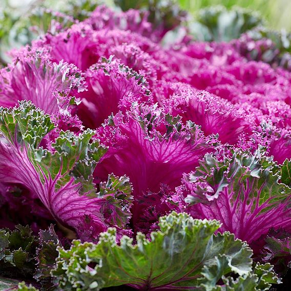 Kale 'Rainbow Candy Crush'