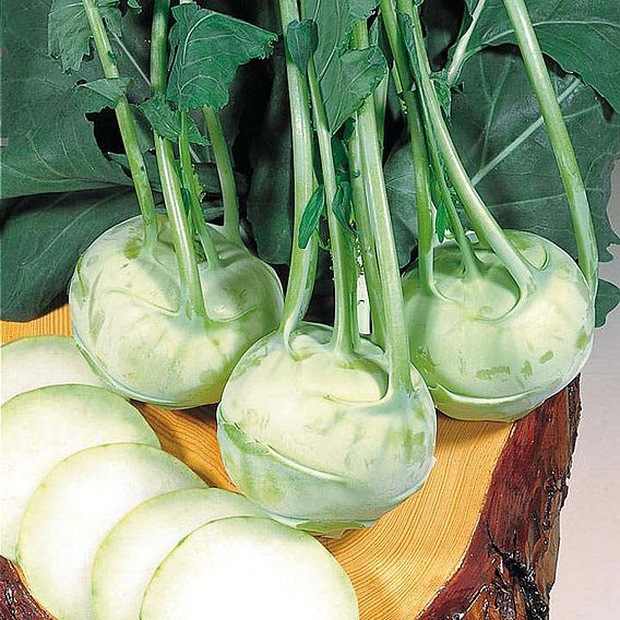 Kohlrabi 'Noriko' - Organic Seeds