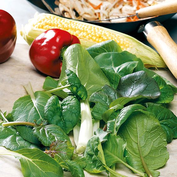 Leaf Salad 'Stir Fry Mix' - Speedy Veg Seeds
