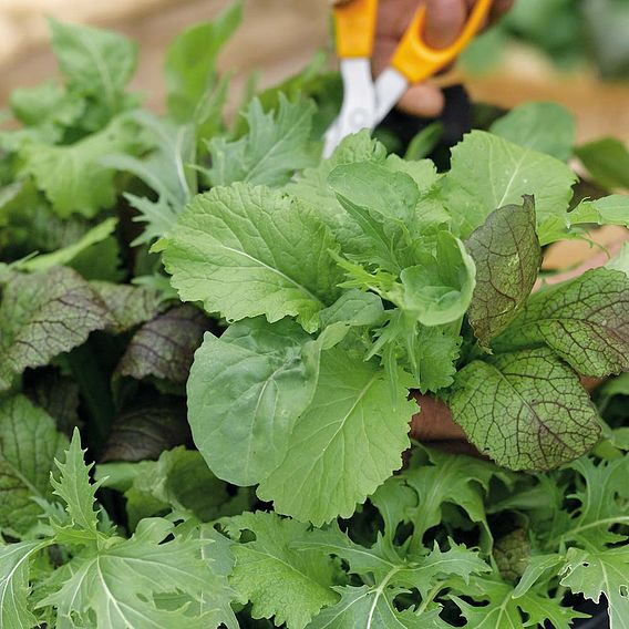 Leaf Salad 'Spicy Mix' - Speedy Veg Seeds