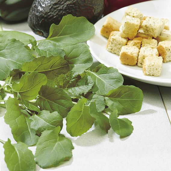 Garlic Kale - Seeds