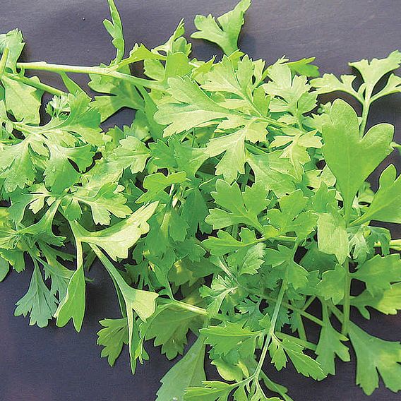 Cress 'Greek' - Speedy Veg Seeds
