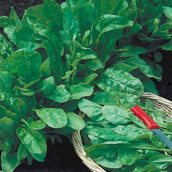 Spinach Leaf 'Perpetual' - Seed Tape