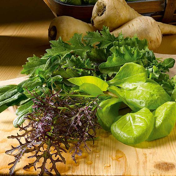 Leaf Salad 'Winter Mix' - Speedy Veg Seeds