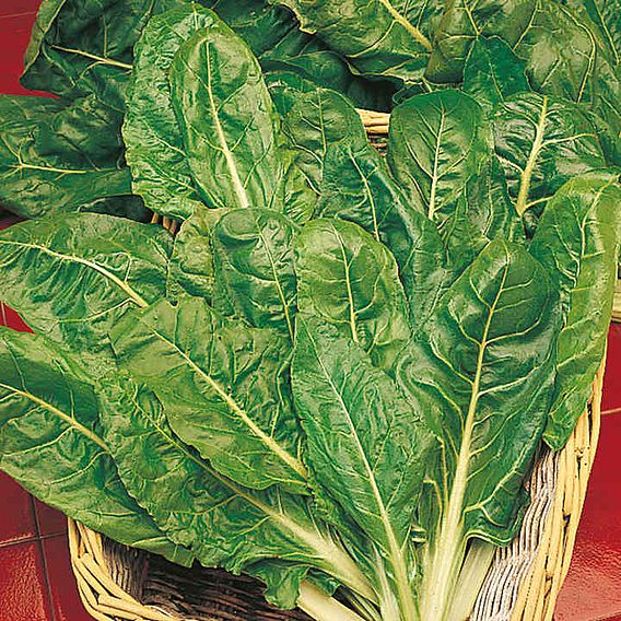 Keep Cropping Spinach Plants - Perpetual