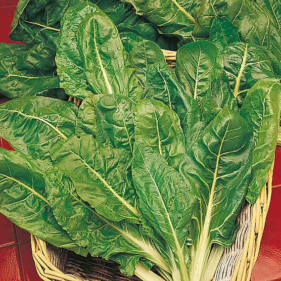 Leaf Beet Plants - Perpetual Spinach