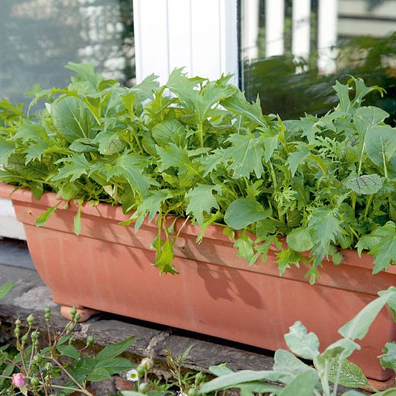 Leaf Salad 'Spicy Oriental Mix' - Speedy Veg Seeds