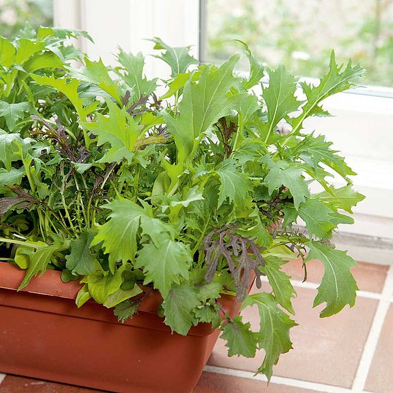 Leaf Salad 'Winter Mix' - Speedy Veg Seeds