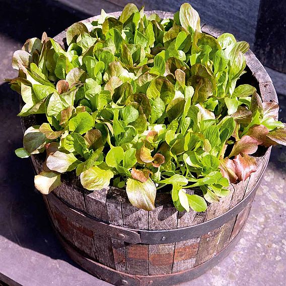 Lettuce 'Cos Lettuce Mix' - Seeds