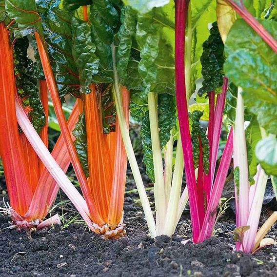 Swiss Chard ' Rainbow Mix' - Seed Tape