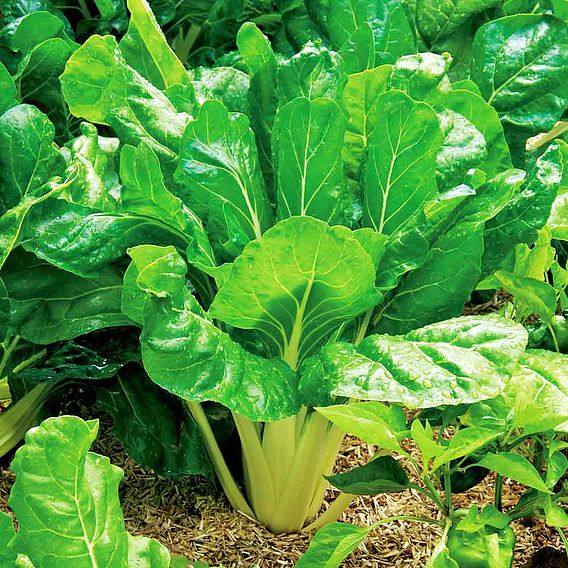 Spinach Leaf 'Perpetual' - Seed Tape